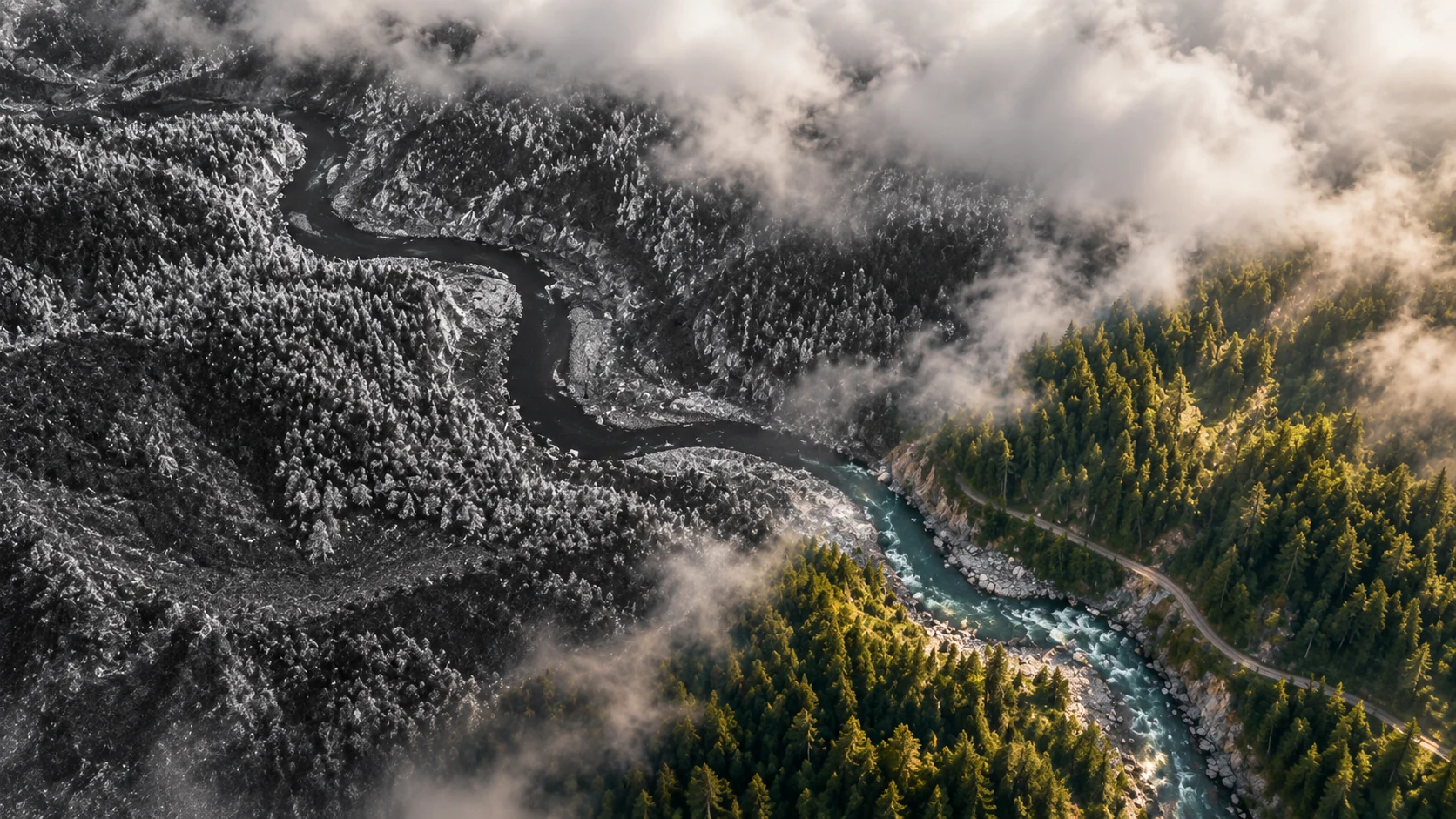 A forest valley transitioning into a monochrome sensing illustration